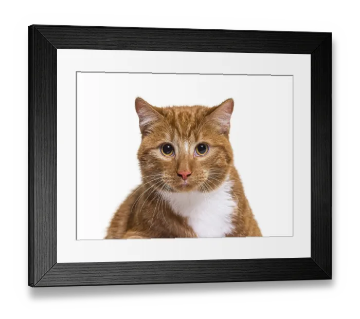Framed Print : Head shot of a young ginger crossbreed cat looking at the camera Framed Print : Head shot of a young ginger crossbreed cat looking at the camera