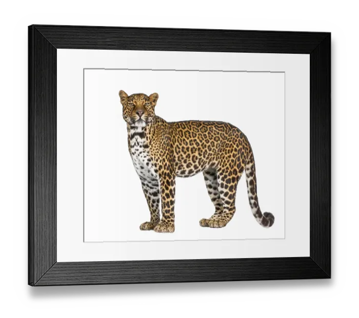 Framed Print : Portrait of leopard, Panthera pardus
