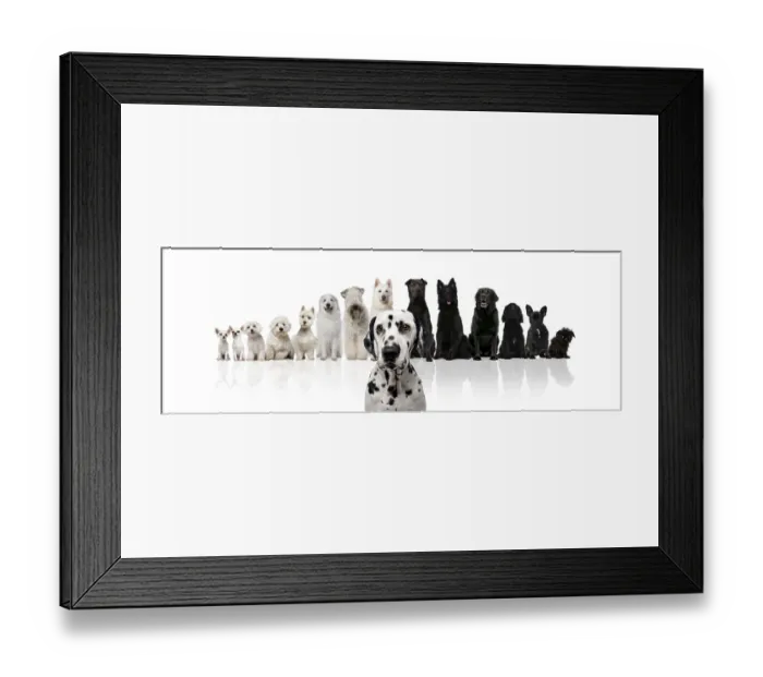 Framed Print : Group of black and white dogs sitting in a row against white background