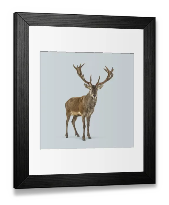 Framed Print : Full length view of a proud red deer stag with large antlers