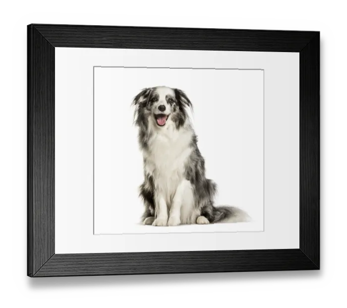 Framed Print : Border Collie sitting against white background Framed Print : Border Collie sitting against white background