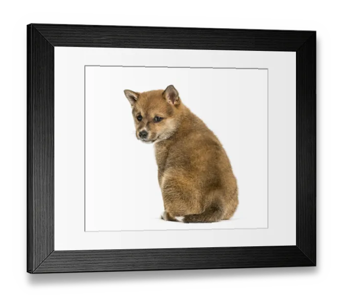 Framed Print : Shiba Inu puppy, 8 weeks old sitting against white background