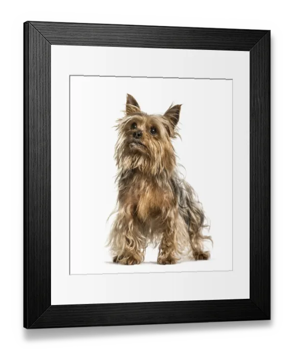 Framed Print : Yorkshire terrier standing against white background