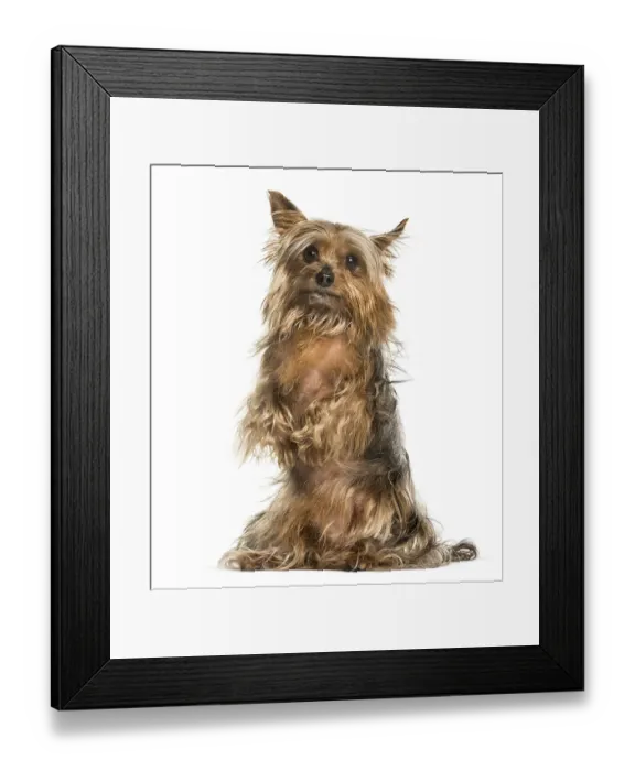 Framed Print : Yorkshire terrier against white background