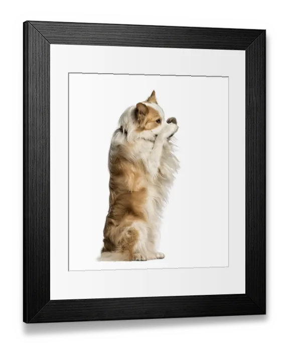 Framed Print : Border Collie against white background Framed Print : Border Collie against white background