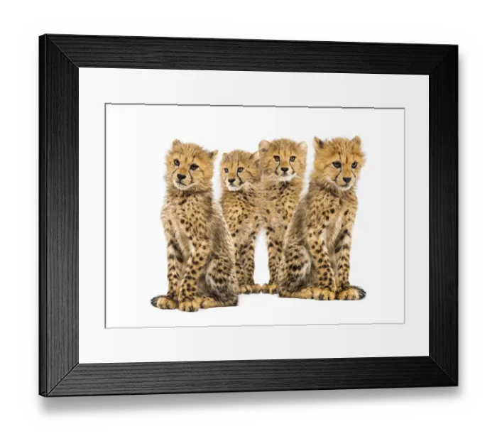 Framed Print : Group of a family of three months old cheetah cubs sitting together