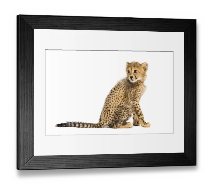 Framed Print : Back view of a three months old cheetah cub sitting Framed Print : Back view of a three months old cheetah cub sitting