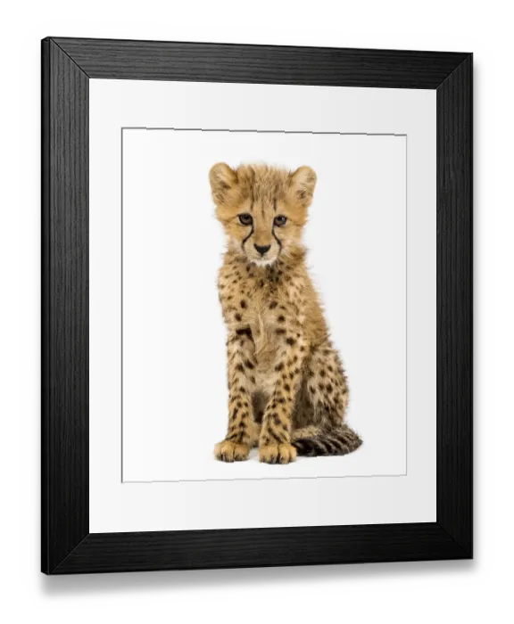 Framed Print : Three months old cheetah cub sitting Framed Print : Three months old cheetah cub sitting