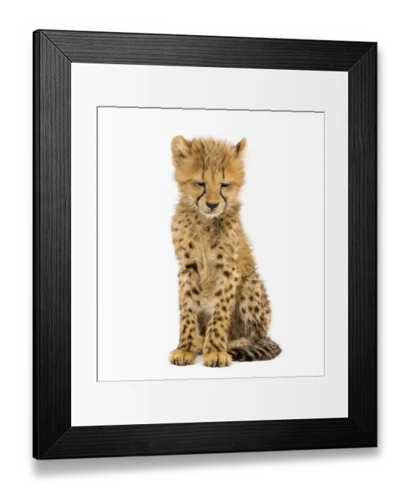 Framed Print : Three months old cheetah cub sitting