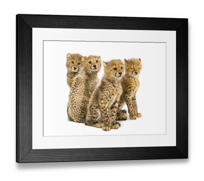 Framed Print : Group of a family of three months old cheetah cubs sitting together Framed Print : Group of a family of three months old cheetah cubs sitting together