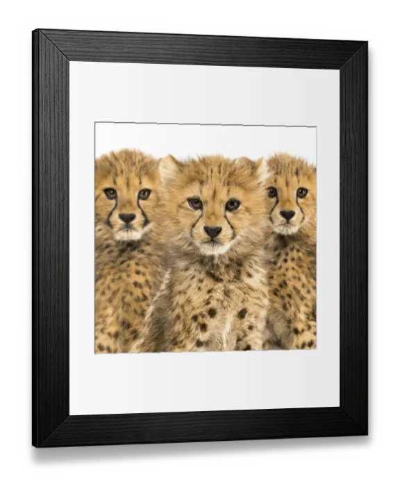 Framed Print : Close-up on a family of three months old cheetah cubs Framed Print : Close-up on a family of three months old cheetah cubs