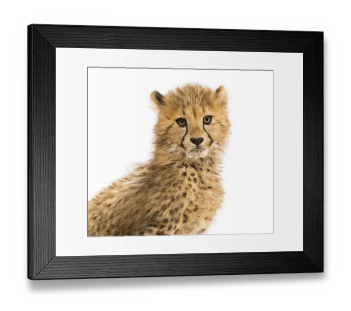 Framed Print : Close-up on a three months old cheetah cubs Framed Print : Close-up on a three months old cheetah cubs