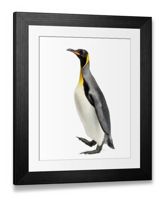 Framed Print : Side view of a king penguin walking