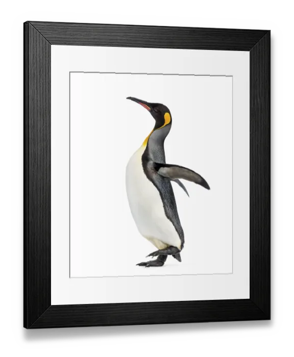 Framed Print : Side view of a king penguin walking