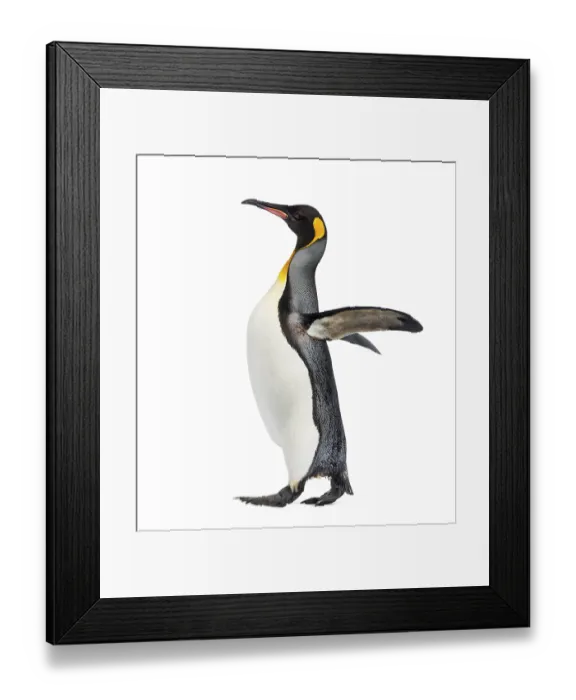Framed Print : Side view of a king penguin walking