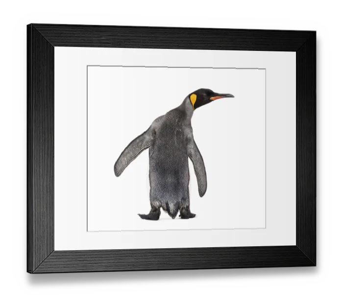 Framed Print : Back view of a king penguin isolated on white