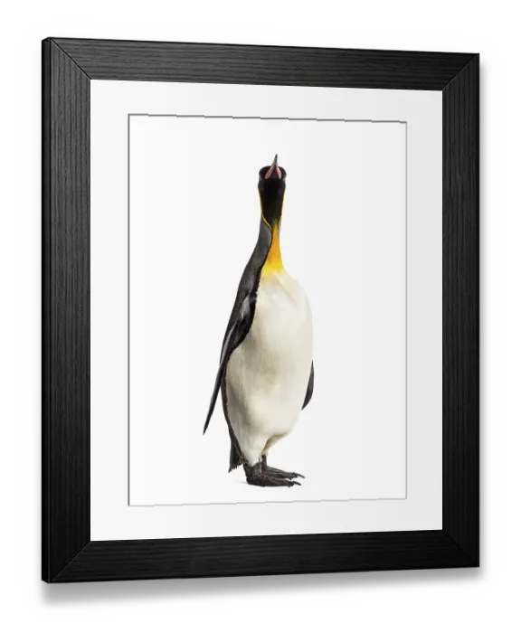 Framed Print : King penguin standing in front of a white background Framed Print : King penguin standing in front of a white background
