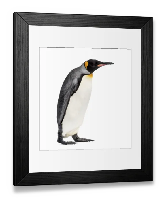 Framed Print : Side view of a king penguin walking