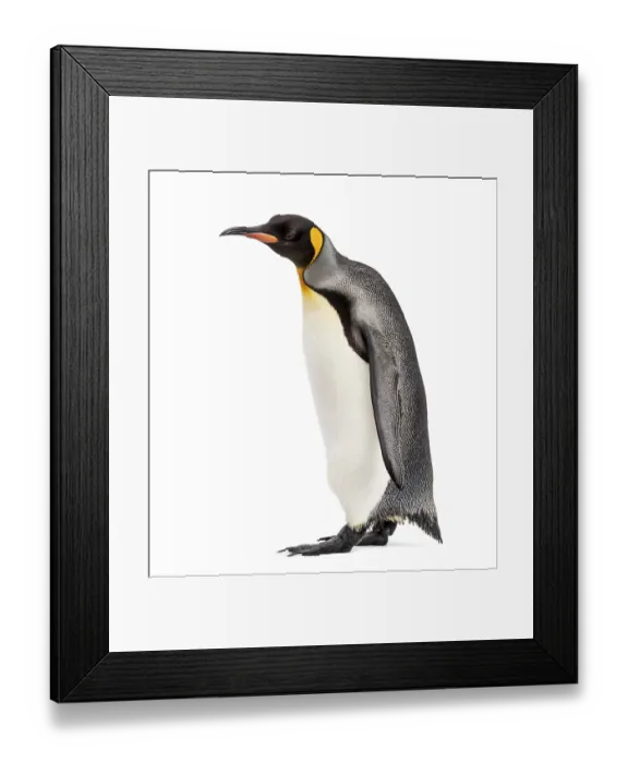 Framed Print : King penguin standing in front of a white background Framed Print : King penguin standing in front of a white background