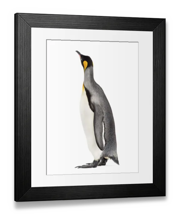 Framed Print : King penguin standing in front of a white background Framed Print : King penguin standing in front of a white background
