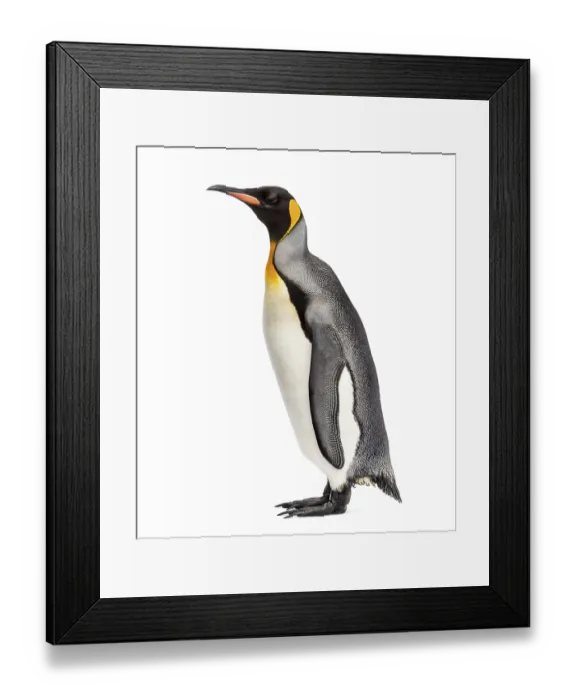 Framed Print : King penguin standing in front of a white background