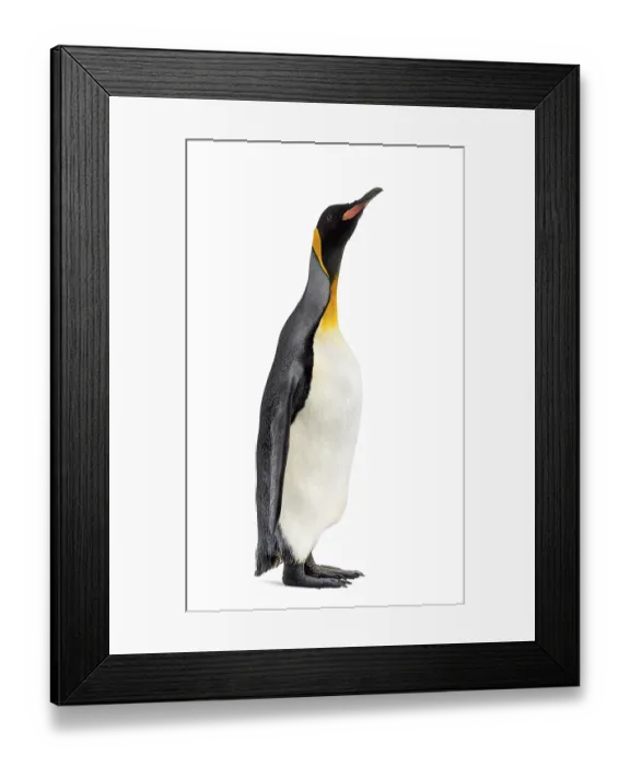 Framed Print : King penguin standing in front of a white background Framed Print : King penguin standing in front of a white background