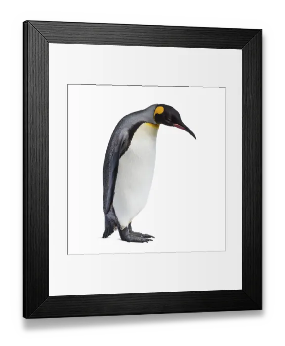 Framed Print : King penguin standing in front of a awhite background