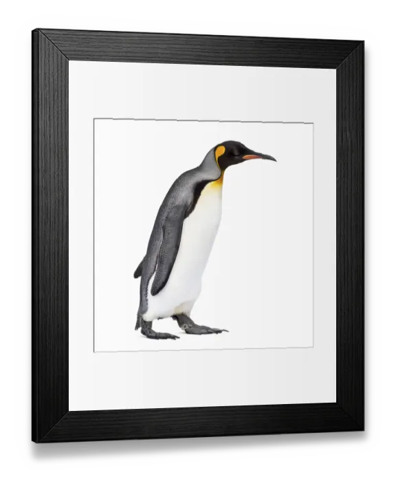 Framed Print : Side view of a King penguin walking