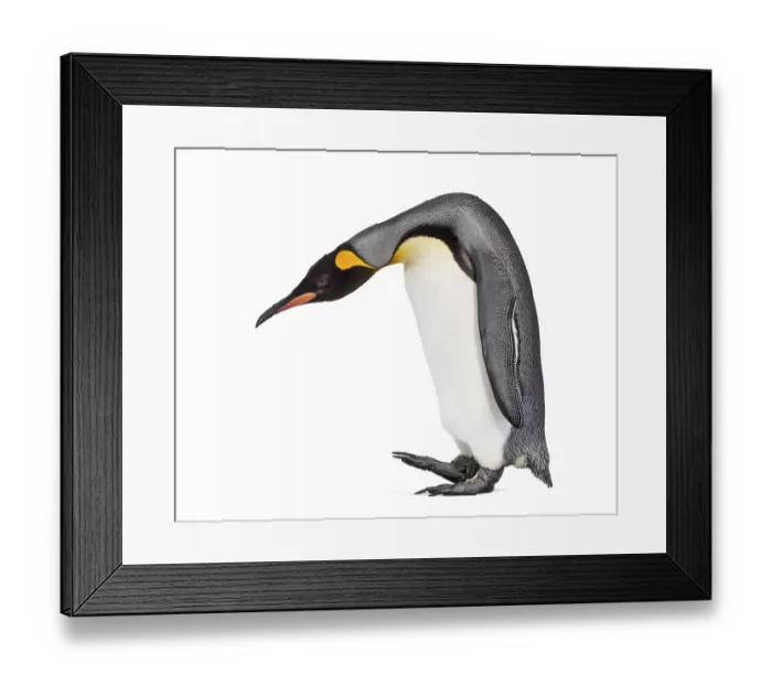 Framed Print : Side view of a King penguin walking