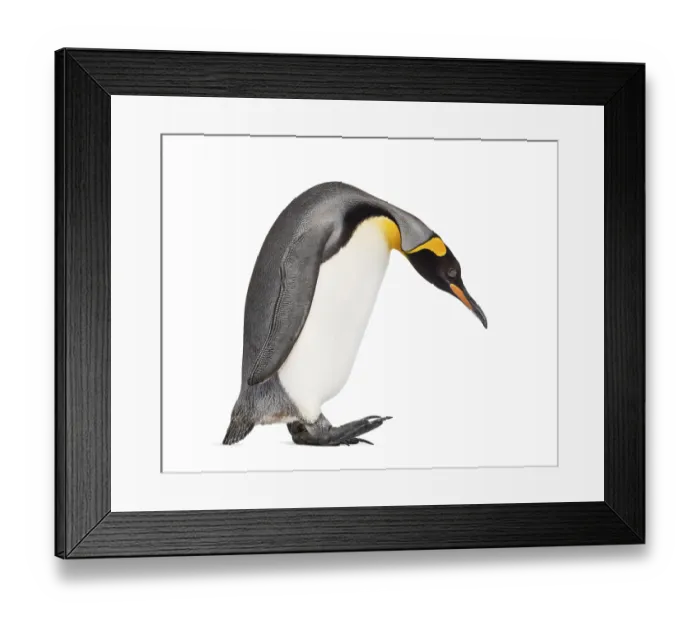Framed Print : Side view of a King penguin walking
