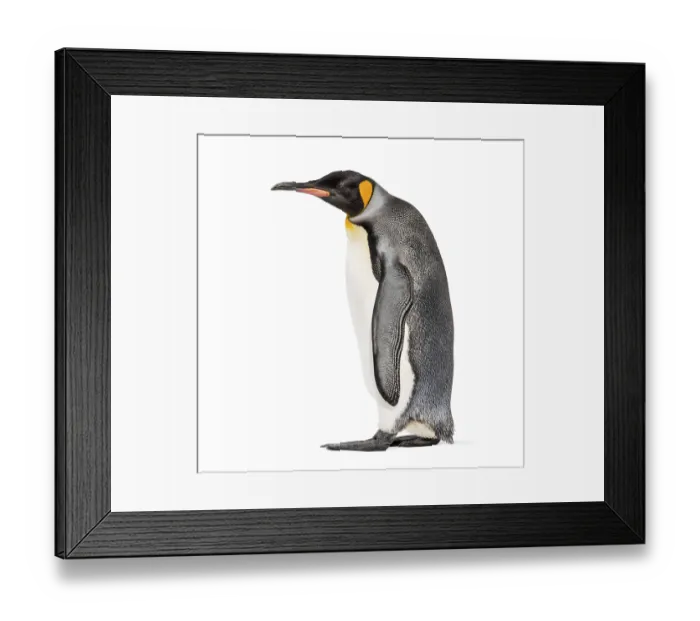 Framed Print : Side view of a King penguin walking
