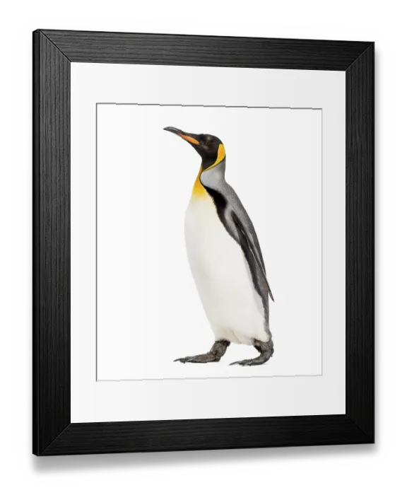 Framed Print : Side view of a King penguin walking