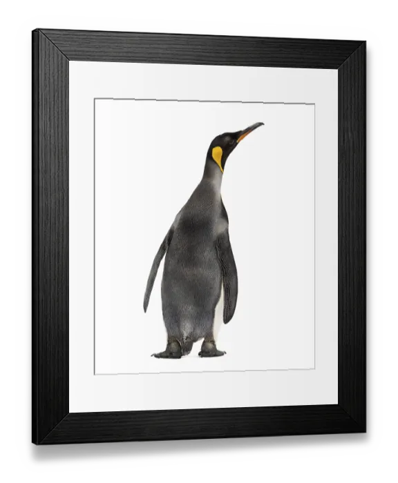 Framed Print : Back view of a king penguin isolated on white