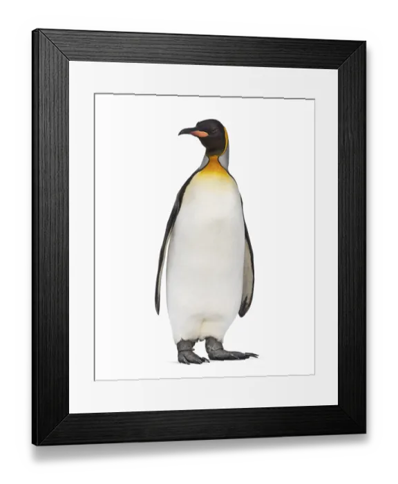 Framed Print : King penguin standing in front of a awhite background