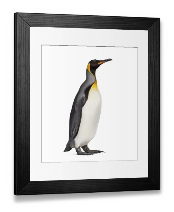 Framed Print : King penguin standing in front of a awhite background Framed Print : King penguin standing in front of a awhite background