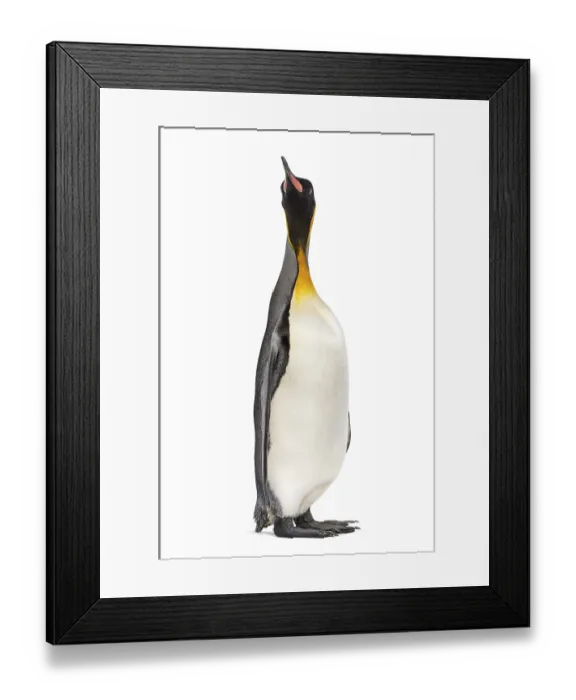 Framed Print : King penguin looking up, isolated on white Framed Print : King penguin looking up, isolated on white