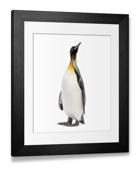 Framed Print : King penguin looking up, isolated on white