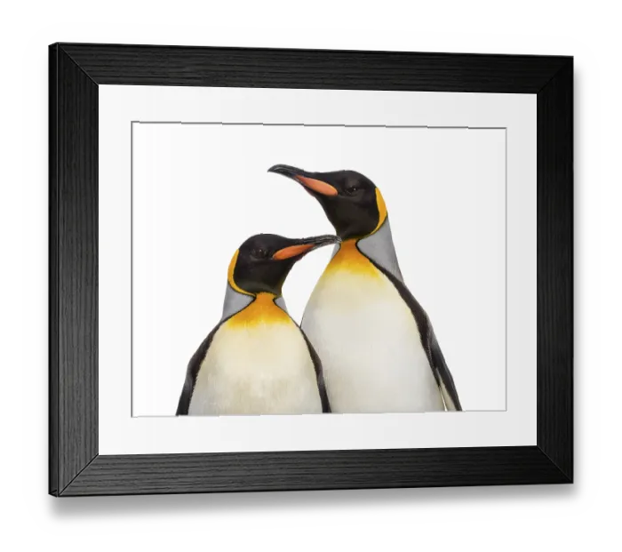 Framed Print : Close-up of two king penguins, isolated on white