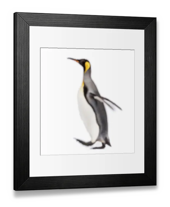 Framed Print : Blury walking King penguin, isolated on white