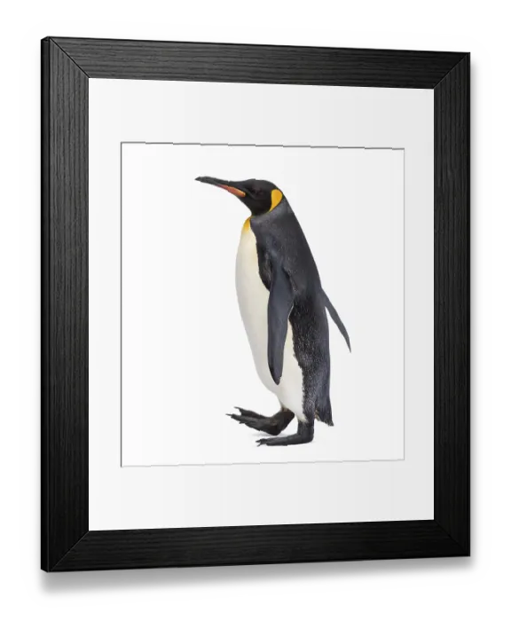Framed Print : Side view of a King penguin walking