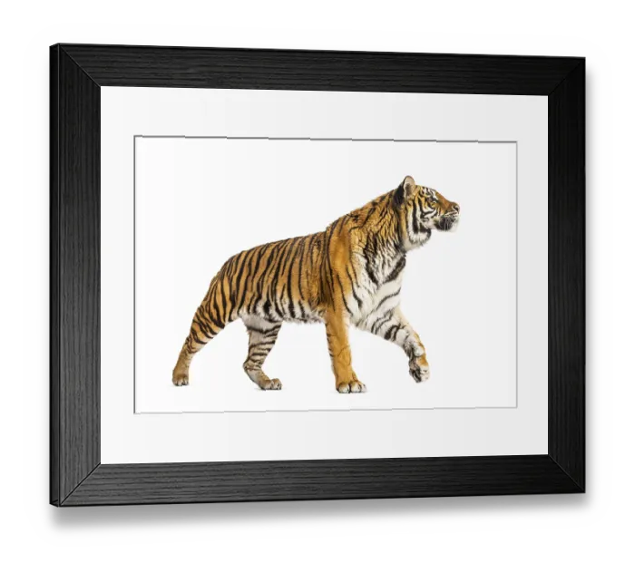 Framed Print : Side view of a Tiger walking away