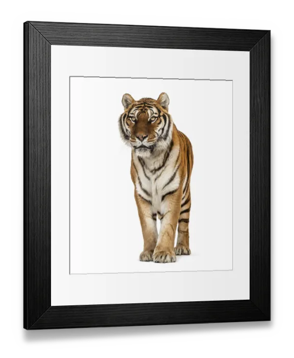 Framed Print : Tiger standing on a white background