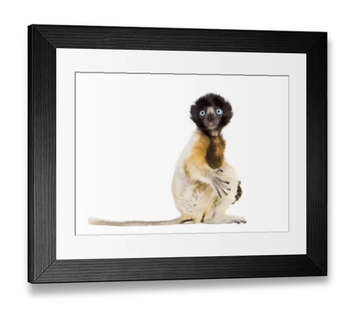 Framed Print : 4 months old baby Crowned Sifaka sitting against white background