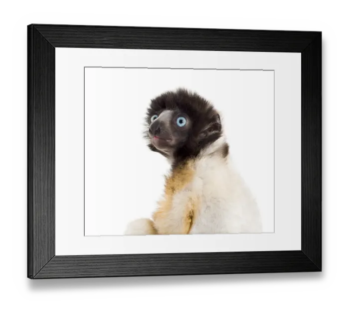 Framed Print : Soa, 4 months old, Crowned Sifaka against white background Framed Print : Soa, 4 months old, Crowned Sifaka against white background
