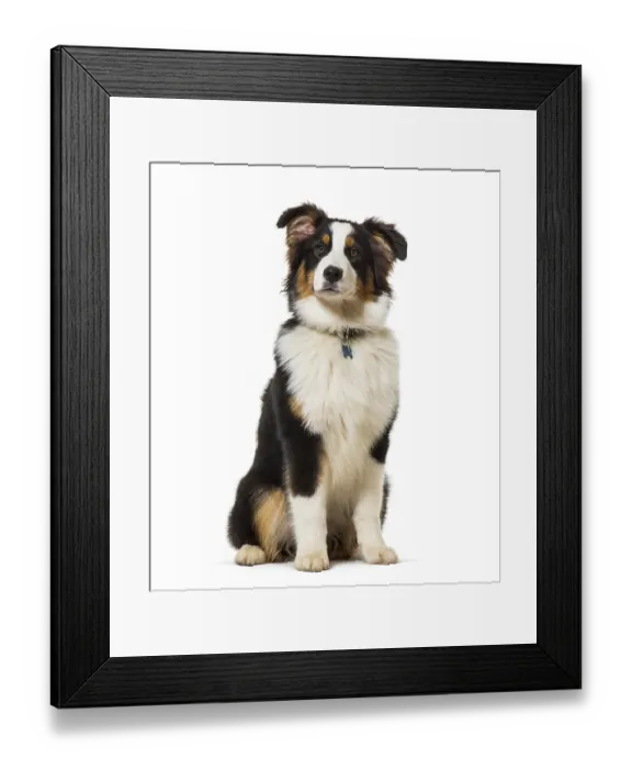 Framed Print : Australian shepherd sitting against white background Framed Print : Australian shepherd sitting against white background