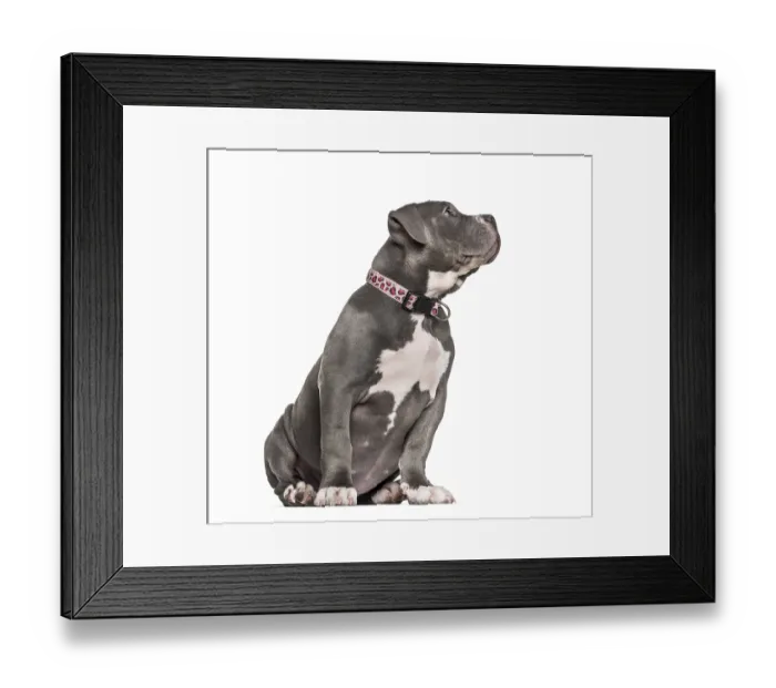 Framed Print : Young American Bully sitting against white background Framed Print : Young American Bully sitting against white background