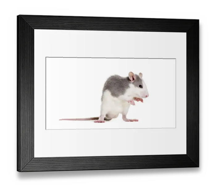 Framed Print : Young Rat against white background Framed Print : Young Rat against white background