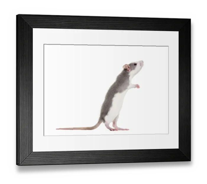 Framed Print : Young Rat rearing up to sniff against white background Framed Print : Young Rat rearing up to sniff against white background