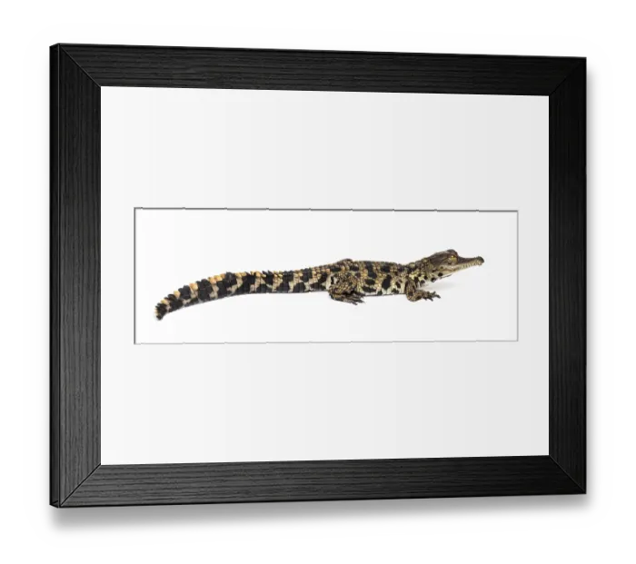 Framed Print : Young West African slender-snouted crocodile Framed Print : Young West African slender-snouted crocodile
