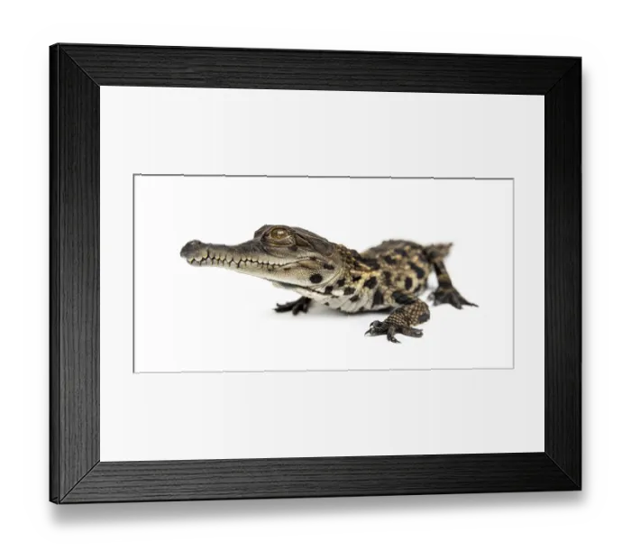 Framed Print : Young West African slender-snouted crocodile